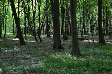 Wysokie drzewa w parku wczesną wiosną, świeża zieleń, Park Leśnicki, Wrocław