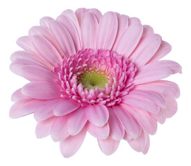   pink gerbera flower head isolated over white background closeup. Gerbera in air, without shadow. Top view, flat lay.