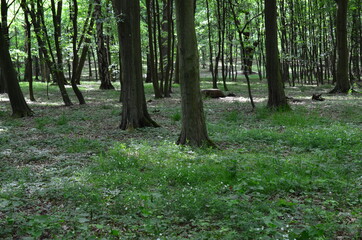 Wysokie drzewa w parku wczesną wiosną, świeża zieleń, Park Leśnicki, Wrocław