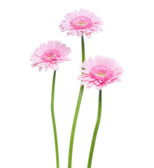 three Vertical pink gerbera flowers with long stem isolated on white background. - 415430023