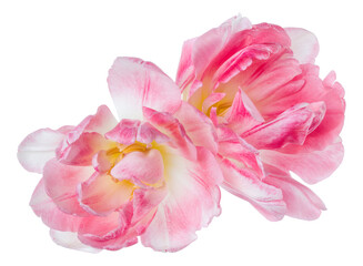 Bouquet of two spring pink tulips flowers isolated on white background closeup. Flowers bunch in air, without shadow. Top view, flat lay. .
