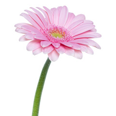 Vertical pink gerbera flower with long stem isolated on white background.