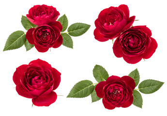 Collection of red roses isolated on white background. Set of different bouquet. Flat lay, top view...