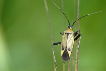 Jumping Tree Bug (Calocoris nemoralis)