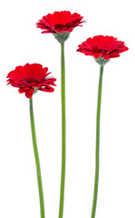 Obraz premium three Vertical red gerbera flowers with long stem isolated on white background..