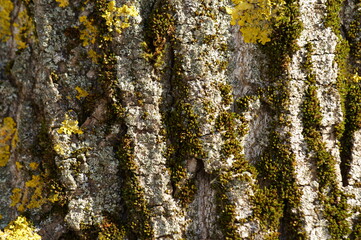 lichen on tree