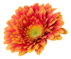   orange gerbera flower head isolated over white background closeup. Gerbera in air, without shadow. Top view, flat lay. .