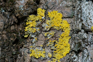 Yellow lichen on the bark of a tree.