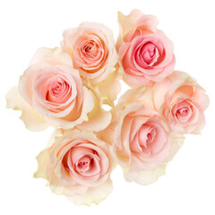 pink roses isolated over white background closeup. Rose flower bouquet in air, without shadow. Top view, flat lay..