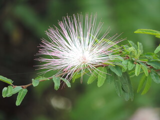 Calliandra ou Esponjinha 