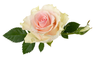Pink rose isolated on white background closeup. Rose flower head in air, without shadow. Top view,...