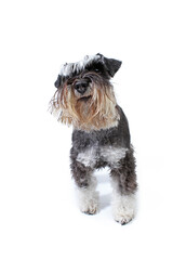funny head miniature schnauzer dog dog isolated on white 