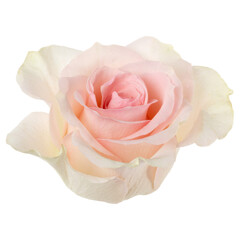 Pink rose isolated on white background closeup. Rose flower head in air, without shadow. Top view, flat lay.