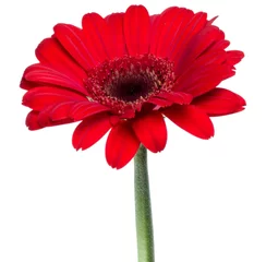 Poster Vertical red gerbera flower with long stem isolated on white background © Natika
