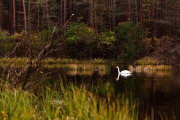 Łabędź na leśnym jeziorze © Lukasz152