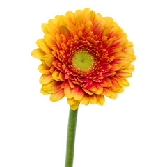 Vertical orange gerbera flower with long stem isolated over white background.