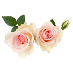 two pink roses isolated over white background closeup. Rose flower bouquet in air, without shadow. Top view, flat lay..