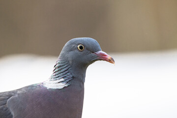 Portrait Ringeltaube 1