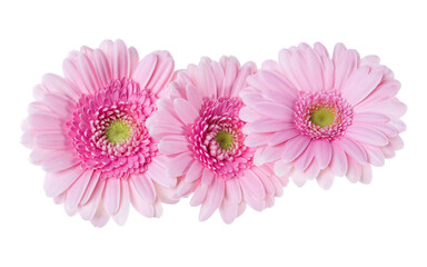 Three   pink gerbera flower heads isolated over white background closeup. Gerbera in air, without shadow. Top view, flat lay. .