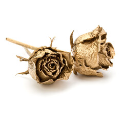 Two gold roses isolated over white background cutout. Golden dried flower heads, romance concept.  .