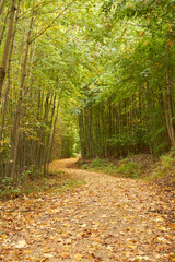 a winding path covered by leaves in the forest