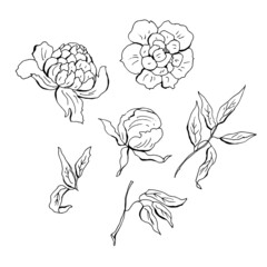 Set of peons with leaves. Vector illustration.