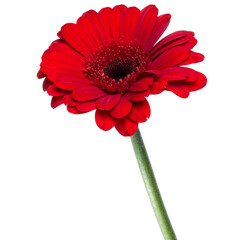 Vertical red gerbera flower with long stem isolated over white background.