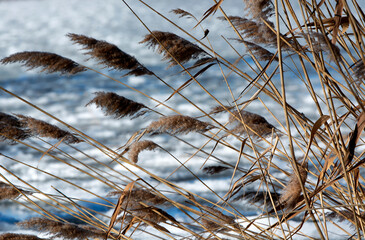 Reeds at Lake Balaton in winter time, Hungary - 415431456