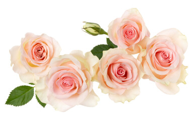 pink roses isolated over white background closeup. Rose flower bouquet in air, without shadow. Top view, flat lay..
