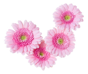 Bouquet of   pink gerbera flower heads isolated over white background closeup. Flowers bunch in air, without shadow. Top view, flat lay. .