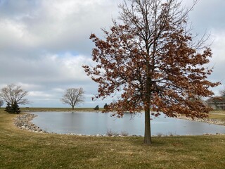 tree on the lake in winter