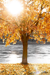 autumn tree on the shore of a river