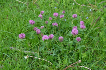 Koniczyna czerwona,  Trifolium pratense, w naturalnym środowisku