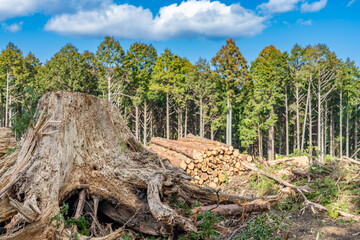 林業イメージ　森林の材木置き場