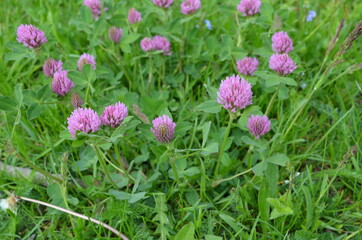 Koniczyna czerwona,  Trifolium pratense, w naturalnym środowisku