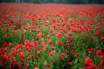 field of red poppies