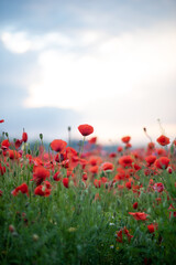 Obraz na płótnie Canvas red poppy field