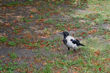 Alone gray crow walks in a city park on a fine summer day