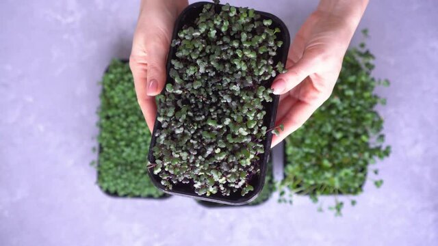 Woman hand holds a microgreen in a tray