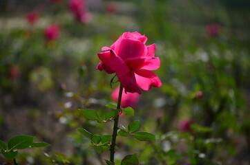 Pink Rose
