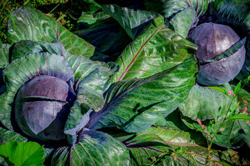 purple cabbage in the garden