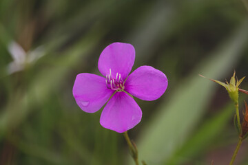 hermosa flor de colores