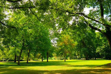 Lawn and trees green background . Spring Nature scene.