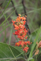 hermosa flor de colores