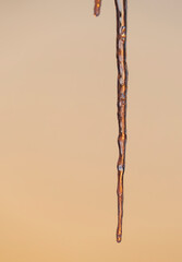 Icicle colored by the sunset light in gold color.