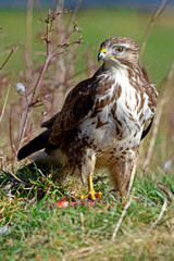 Mäusebussard (Buteo buteo) // Common buzzard 