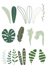 vector set of tropical leaves in flat style. 