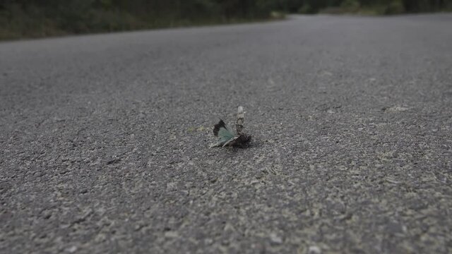 Moth, night butterfly died on the road at night from a collision with a car. Billions of lives discreetly selected by the car
