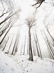 Snowy shape in the northern wood. Snow forest outlines