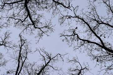 tree branches silhouettes against sky